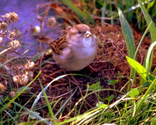 Amazing WildLife World