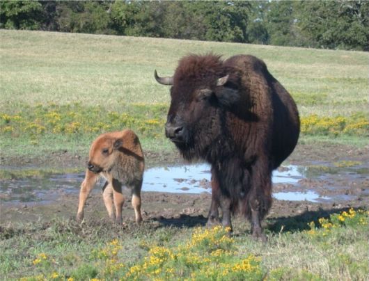 Amazing WildLife World