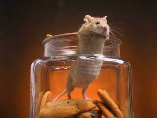 Amazing WildLife World