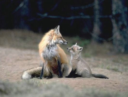 Amazing WildLife World