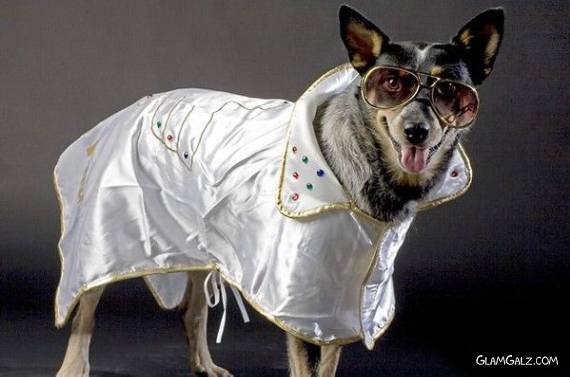 Dressed Up Cutie Beauties