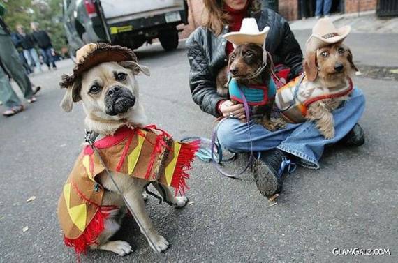 Dressed Up Cutie Beauties