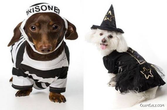 Dressed Up Cutie Beauties